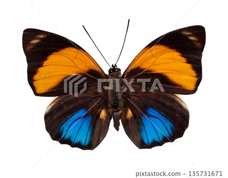 Orange blue butterfly Agrias amydon is shown with its wings spread wide. The butterfly has vibrant colors and sits still against a plain background. This moment captures its beauty and detail. Orange blue butterfly Agrias amydon is shown with its wings spread wide. The butterfly has vibrant colors and sits still against a plain background. This moment captures its beauty and detail. 135731671