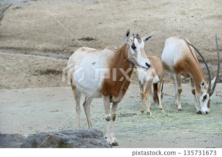 Shiro Orix 135731673