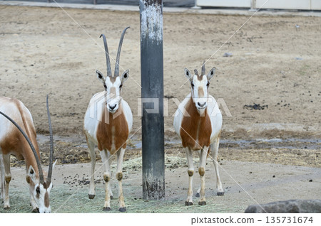 Shiro Orix 135731674