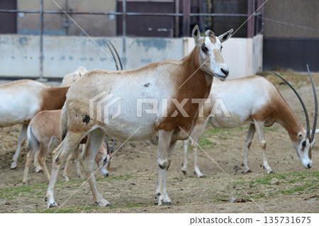 Shiro Orix 135731675