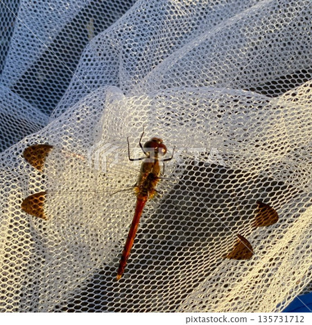 Caught Conosomiasis thunbergii Caught Conosomiasis thunbergii 135731712