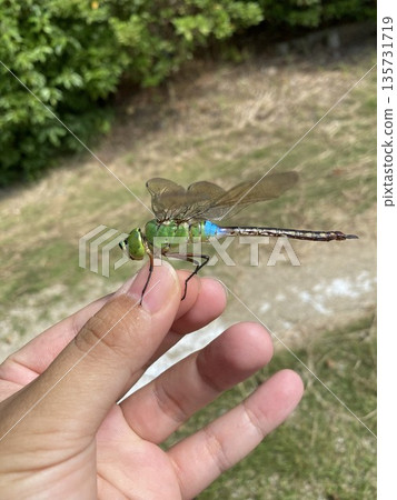 一隻銀色蜻蜓停在我的手上 135731719