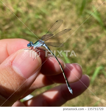 A black-winged damselfly resting on a finger A black-winged damselfly resting on a finger 135731720
