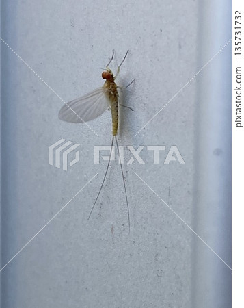 一隻白腹蜉蝣飛進了花園 一隻白腹蜉蝣飛進了花園 135731732