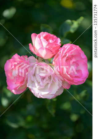 Roses blooming at Ishibashi Cultural Center 135731774