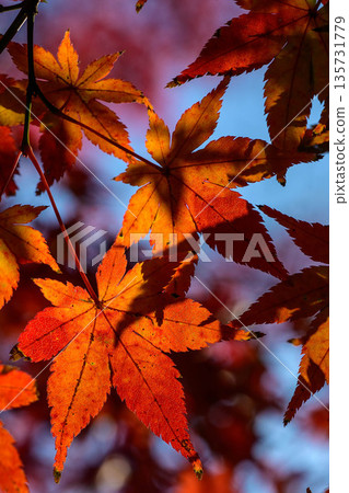 Autumn leaves shining in the sunlight Autumn leaves shining in the sunlight 135731779