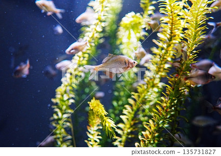 Tyric Ballatanago Tyric Ballatanago 135731827