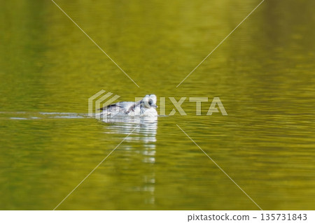 A male Smuggler swimming in a pond with fresh green leaves. Natural scenery A male Smuggler swimming in a pond with fresh green leaves. Natural scenery 135731843