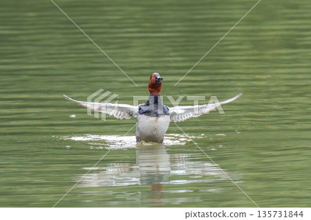 A male Common Pochard flapping its wings on the lake surface. Splashes and ripples. The dynamic movement of wild animals. 135731844