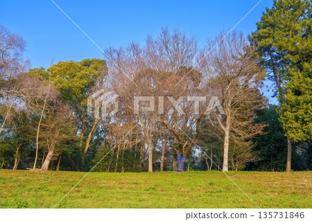 冬日公園,藍天下美麗的樹木 冬日公園,藍天下美麗的樹木 135731846