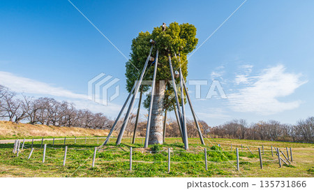 Camphor trees transplanted to the Kizu River riverbed near the Sewari embankment in Yawata City, Kyoto Prefecture 135731866