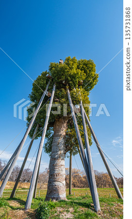 在京都府八幡市瀨下理堤壩附近的木津川河床上，移植了樟樹。 135731868