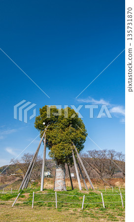 在京都府八幡市瀨下理堤壩附近的木津川河床上，移植了樟樹。 135731870