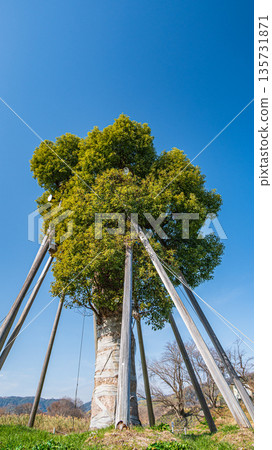 Camphor trees transplanted to the Kizu River riverbed near the Sewari embankment in Yawata City, Kyoto Prefecture Camphor trees transplanted to the Kizu River riverbed near the Sewari embankment in Yawata City, Kyoto Prefecture 135731871