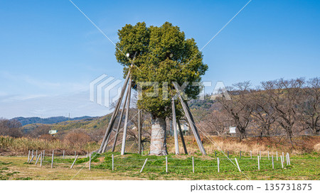 在京都府八幡市瀨下理堤壩附近的木津川河床上，移植了樟樹。 135731875