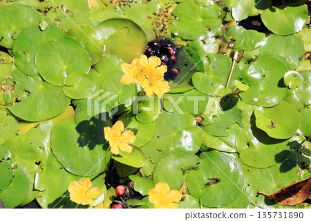 可愛的漂浮水花 135731890