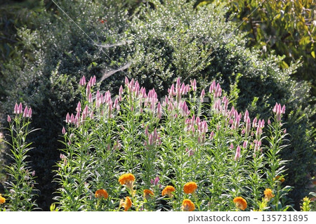 Refreshing bellflower 135731895