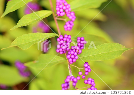 清爽的紫色櫻花果 清爽的紫色櫻花果 135731898