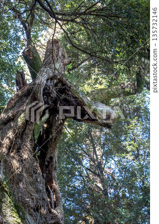 Part of the giant Castanopsis sieboldii tree looks like a horse's face [Osugi Shrine's Horse Tree] 135732146