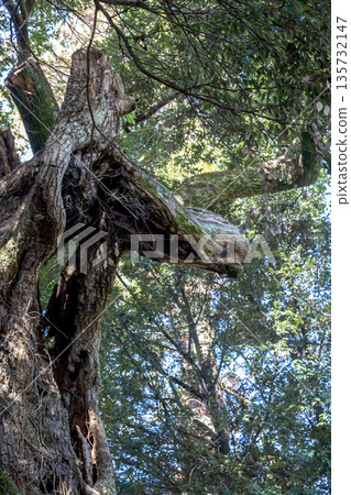 大杉神社的馬臉樹（Castanopsis sieboldii）的一部分看起來像馬臉。 135732147