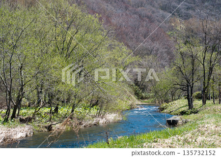春天，當花蕾萌發時，主布戶川潺潺流水聲。 135732152