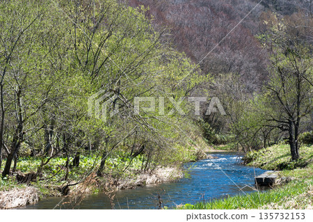 The murmur of the Shufuto River in spring, when buds are emerging 135732153