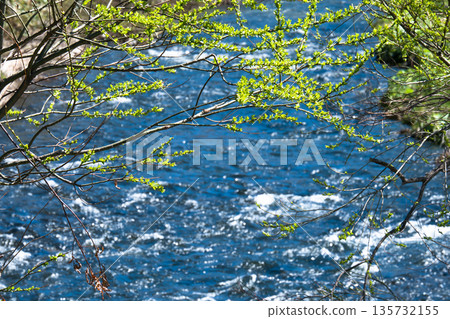 春天，當花蕾萌發時，主布戶川潺潺流水聲。 135732155
