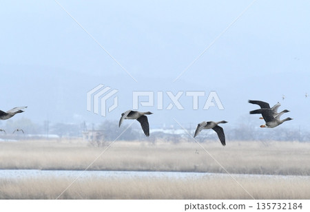 飛大石井 飛大石井 135732184