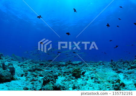 蔚藍的大海和一群梭魚。帛琉海域的潛水場景。 蔚藍的大海和一群梭魚。帛琉海域的潛水場景。 135732191