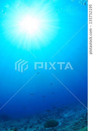 View of the sky from underwater, Palauan ocean, diving scenery View of the sky from underwater, Palauan ocean, diving scenery 135732195