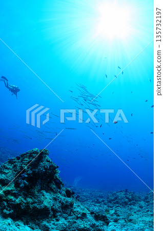 Blue sea and a school of barracudas. Diving scene in the ocean of Palau. Blue sea and a school of barracudas. Diving scene in the ocean of Palau. 135732197