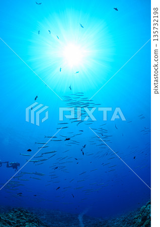 蔚藍的大海和一群梭魚。帛琉海域的潛水場景。 135732198