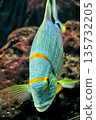 Vibrant tropical fish with blue patterns and orange stripes swimming underwater near coral reef 135732205