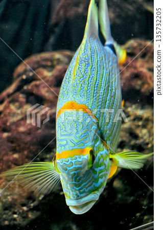 Vibrant tropical fish with blue patterns and orange stripes swimming underwater near coral reef Vibrant tropical fish with blue patterns and orange stripes swimming underwater near coral reef 135732205