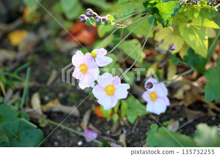 Refreshing and pure Japanese anemone flowers Refreshing and pure Japanese anemone flowers 135732255