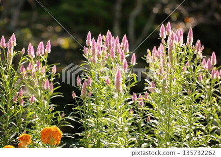 Refreshing bellflower 135732262