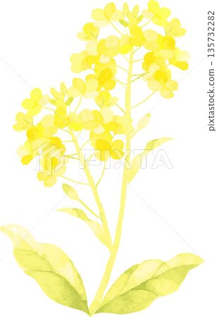 水彩畫的油菜花 水彩畫的油菜花 135732282
