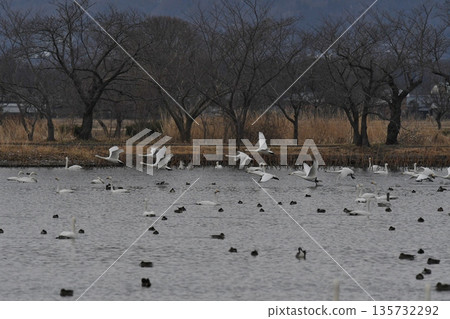 Swanning swan 135732292