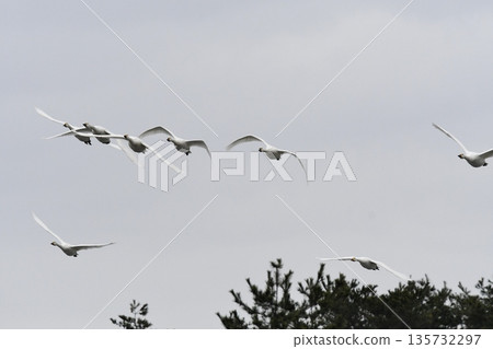 斯旺寧天鵝 斯旺寧天鵝 135732297