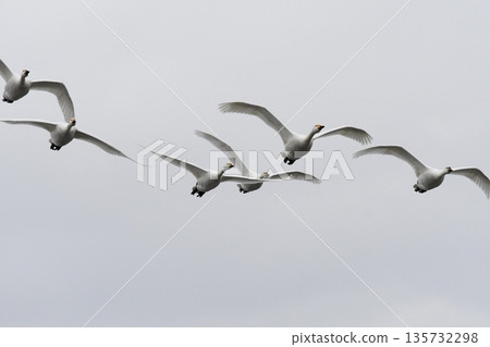 Swanning swan 135732298