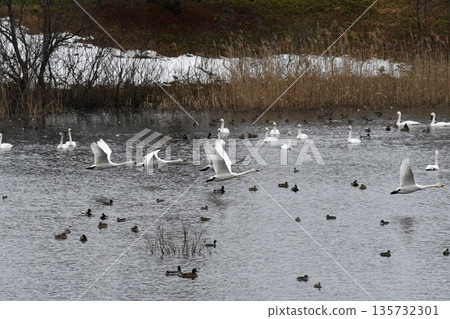 斯旺寧天鵝 135732301