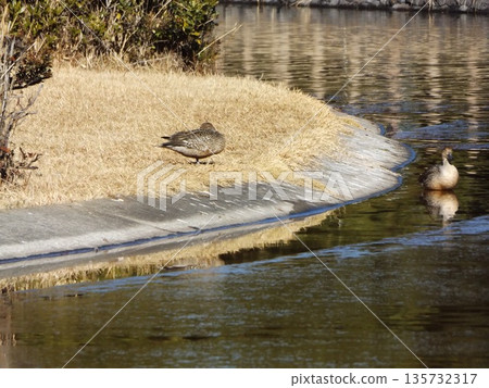 Inage Seaside Park Beach Pond Winter migratory bird Northern pintail 135732317