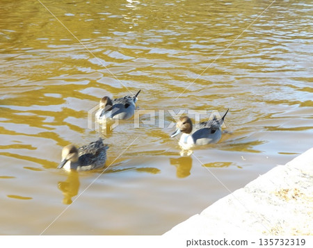 Inage Seaside Park Beach Pond Winter migratory bird Northern pintail 135732319