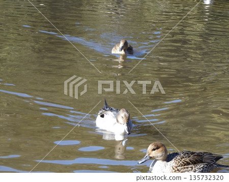 Inage Seaside Park Beach Pond Winter migratory bird Northern pintail 135732320