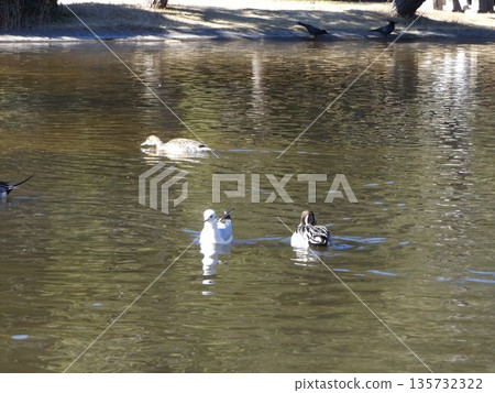 冬季候鳥,針尾鴨和黑頭鷗,在伊納格海濱公園海灘的池塘邊。 冬季候鳥,針尾鴨和黑頭鷗,在伊納格海濱公園海灘的池塘邊。 135732322
