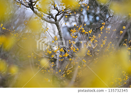 Ruby flowers telling the spring 135732345