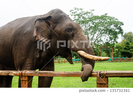 A Tusker at the Dubare Elephant Camp in Kushalnagar, Madikeri, Karnataka, India A Tusker at the Dubare Elephant Camp in Kushalnagar, Madikeri, Karnataka, India 135732381