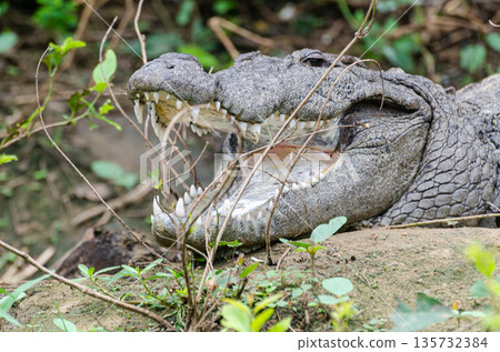 A large crocodile  with open mouth resting on a rock in the middle of Kaveri river in Ranganathittu bird sanctuary 135732384