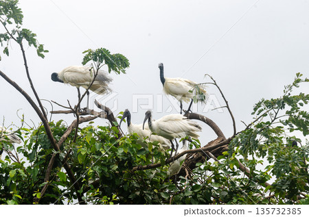 Black headed Ibis and other migratory birds nesting in the Ranganathittu Bird Sanctuary Black headed Ibis and other migratory birds nesting in the Ranganathittu Bird Sanctuary 135732385