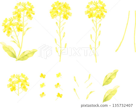 Watercolor illustration of rapeseed flower parts 135732407